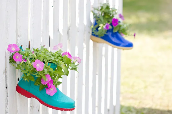 鞋挂在法国的矮牵牛花卉植物. — 图库照片
