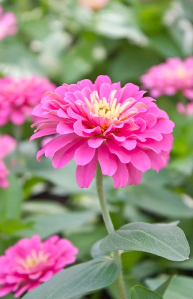 Blühen rosa Zinnien. — Stockfoto