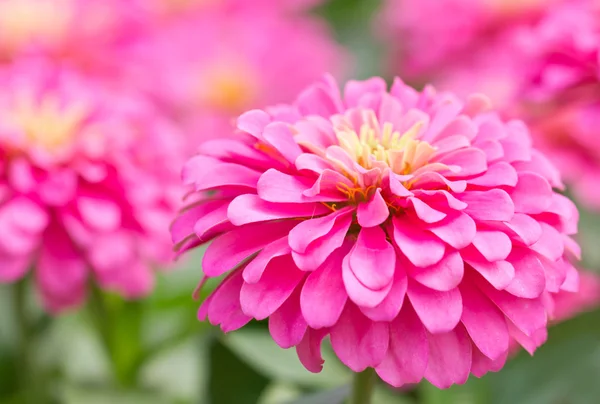 Blühen rosa Zinnien. — Stockfoto