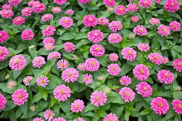 Blossom Pink Zinnia. — Stock Photo, Image
