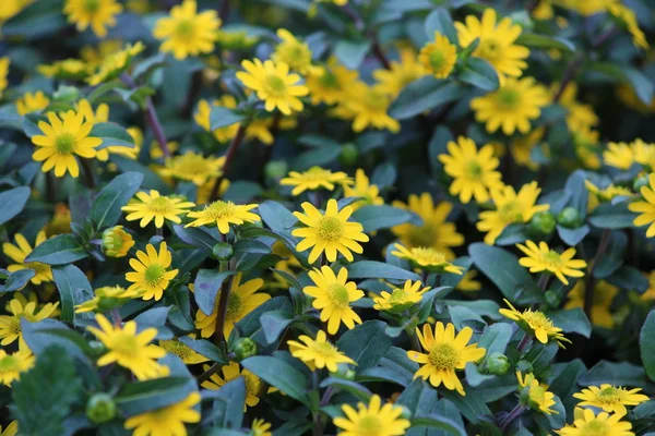 Beautiful flowers blossom — Stock Photo, Image