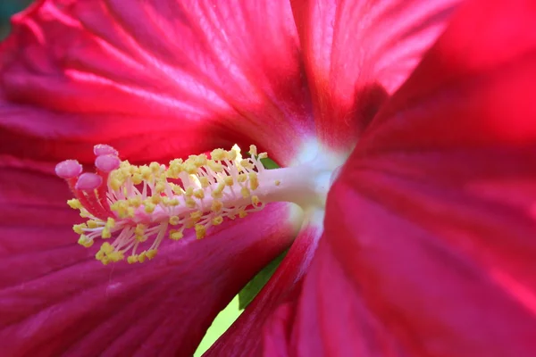 Beautiful flowers blossom — Stock Photo, Image