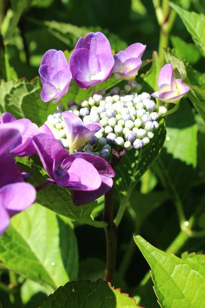 Hermosas flores florecen — Foto de Stock