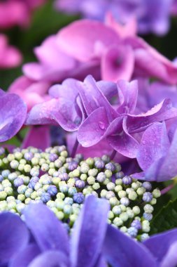 güzel çiçek çiçek