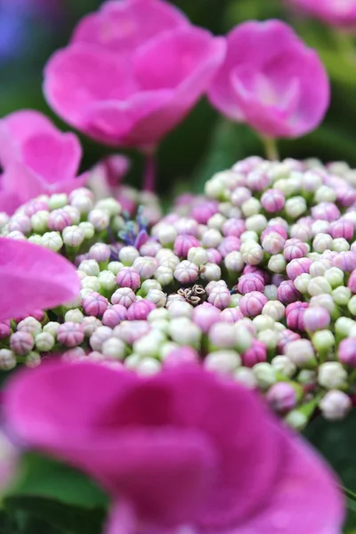 Hermosas flores florecen — Foto de Stock