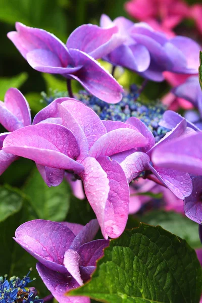 Hermosas flores florecen — Foto de Stock