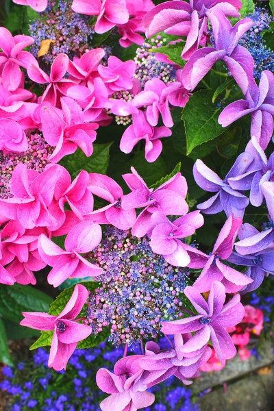 Hermosas flores florecen — Foto de Stock