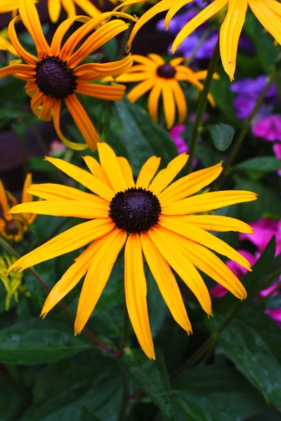 Hermosas flores florecen — Foto de Stock