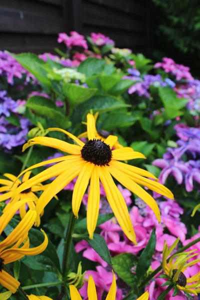 Hermosas flores florecen — Foto de Stock