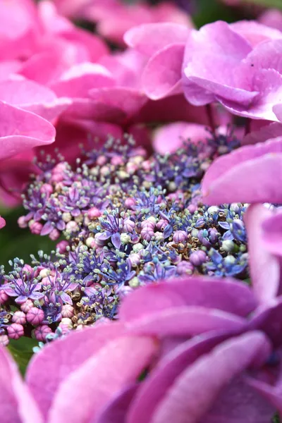 Hermosas flores florecen — Foto de Stock