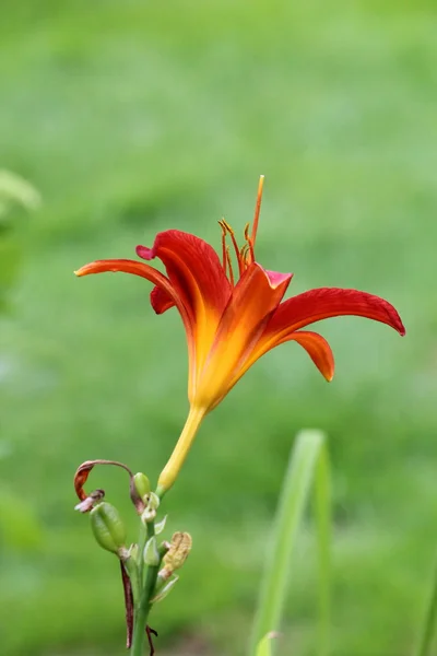 Mooie bloemen bloeien — Stockfoto