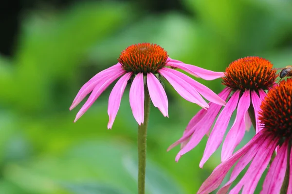 Schöne Blumen blühen — Stockfoto