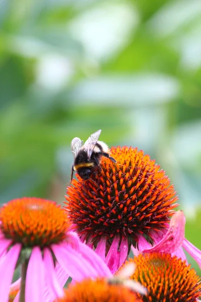 Schöne Blumen blühen — Stockfoto