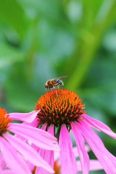 Mooie bloemen bloeien — Stockfoto