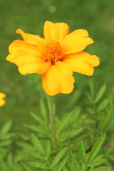 Flori frumoase floare — Fotografie, imagine de stoc