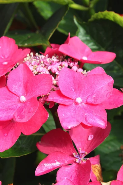 Hermosas flores florecen — Foto de Stock