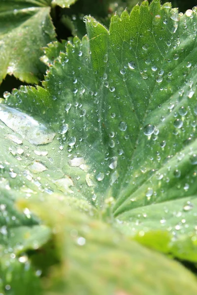 Schöne Blumen blühen — Stockfoto