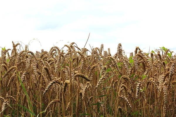 Un campo de grano —  Fotos de Stock