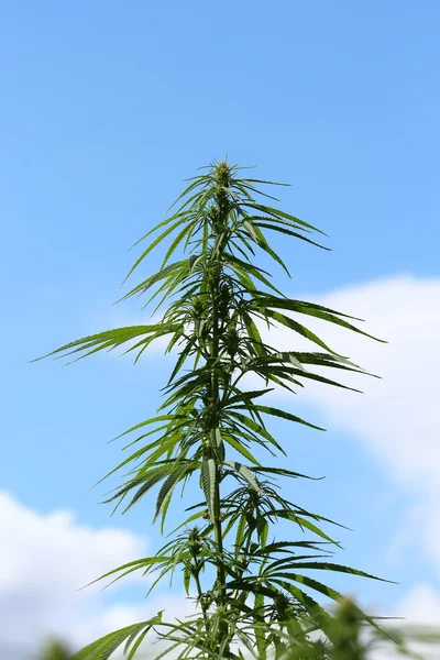 A hemp plant — Stock Photo, Image