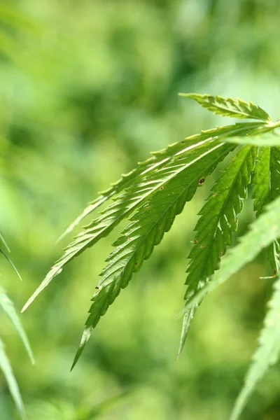 Una planta de cáñamo — Foto de Stock