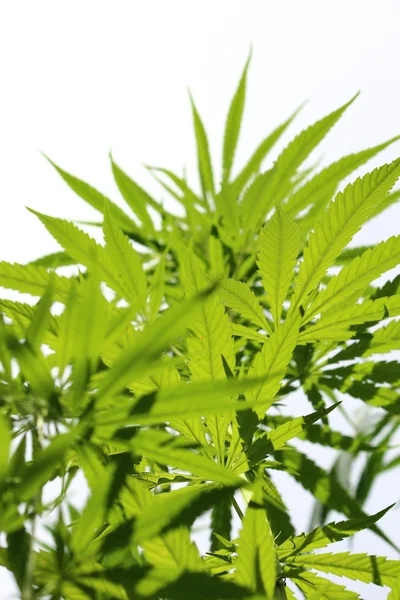 麻の植物 — ストック写真