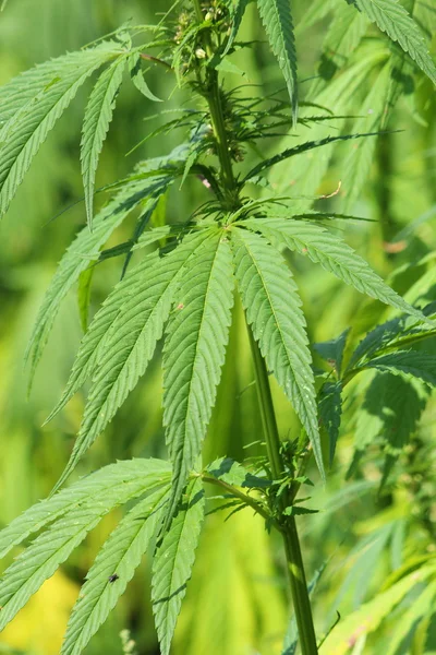 Una planta de cáñamo — Foto de Stock