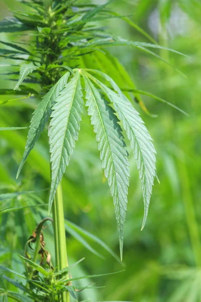 麻の植物 — ストック写真