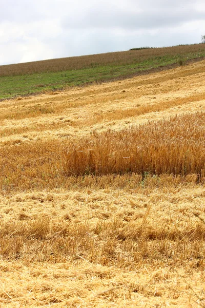 Un campo di grano — Foto Stock