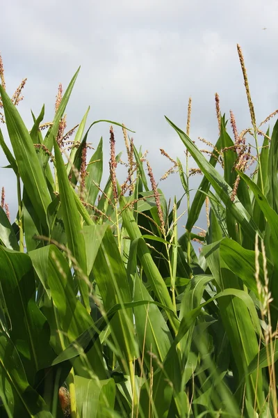 Maisfeld — Stockfoto