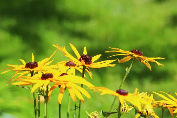 Vackra blommor blomma — Stockfoto