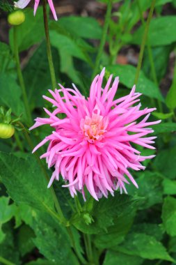 güzel çiçek çiçek