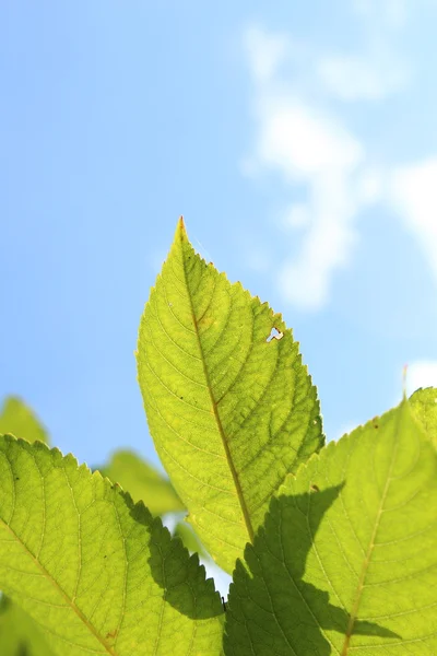 Foglie verdi nel cielo — Foto Stock