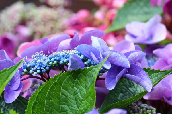 Hermosas flores florecen —  Fotos de Stock