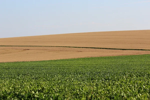 Un campo de grano —  Fotos de Stock