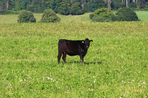 En svart ko — Stockfoto