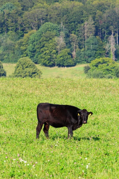 Uma vaca negra — Fotografia de Stock