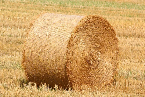 Um campo de cereais — Fotografia de Stock