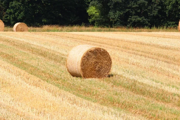 A grain field — Stock Photo, Image