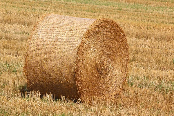 Um campo de cereais — Fotografia de Stock