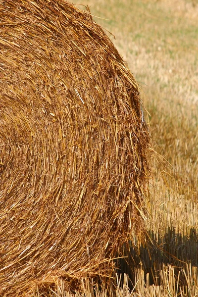 Un campo di grano — Foto Stock