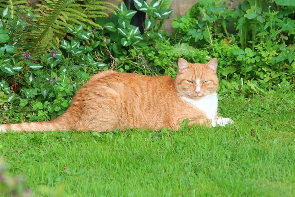 Eine schöne Katze im Garten — Stockfoto