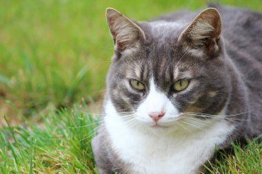 Bahçe içinde güzel bir kedi