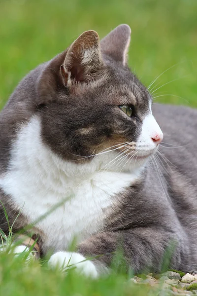 En fin katt i trädgården — Stockfoto