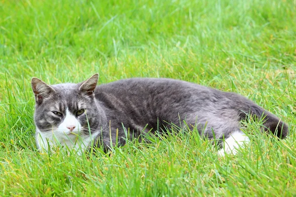Un lindo gato en el jardín — Foto de Stock