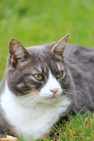 En fin katt i trädgården — Stockfoto