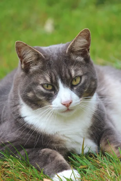 En fin katt i trädgården — Stockfoto