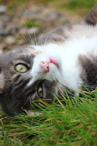 Eine schöne Katze im Garten — Stockfoto