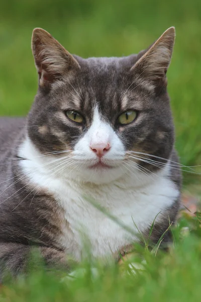 En fin katt i trädgården — Stockfoto