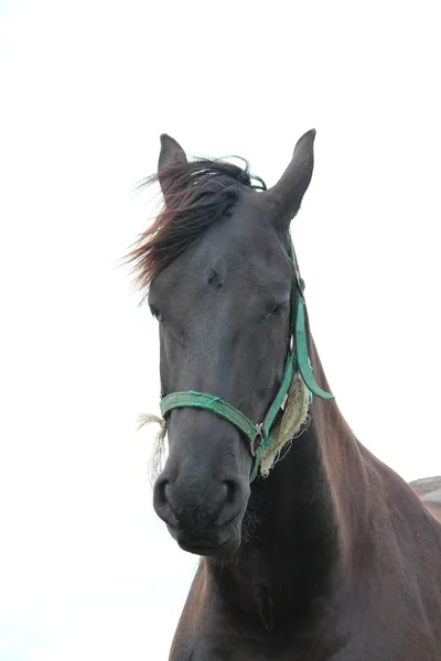 Egy szép ló — Stock Fotó