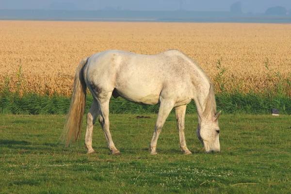 Un bonito caballo. — Foto de Stock